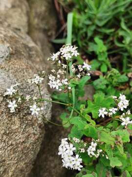 Imagem de Gypsophila oldhamiana Miq.