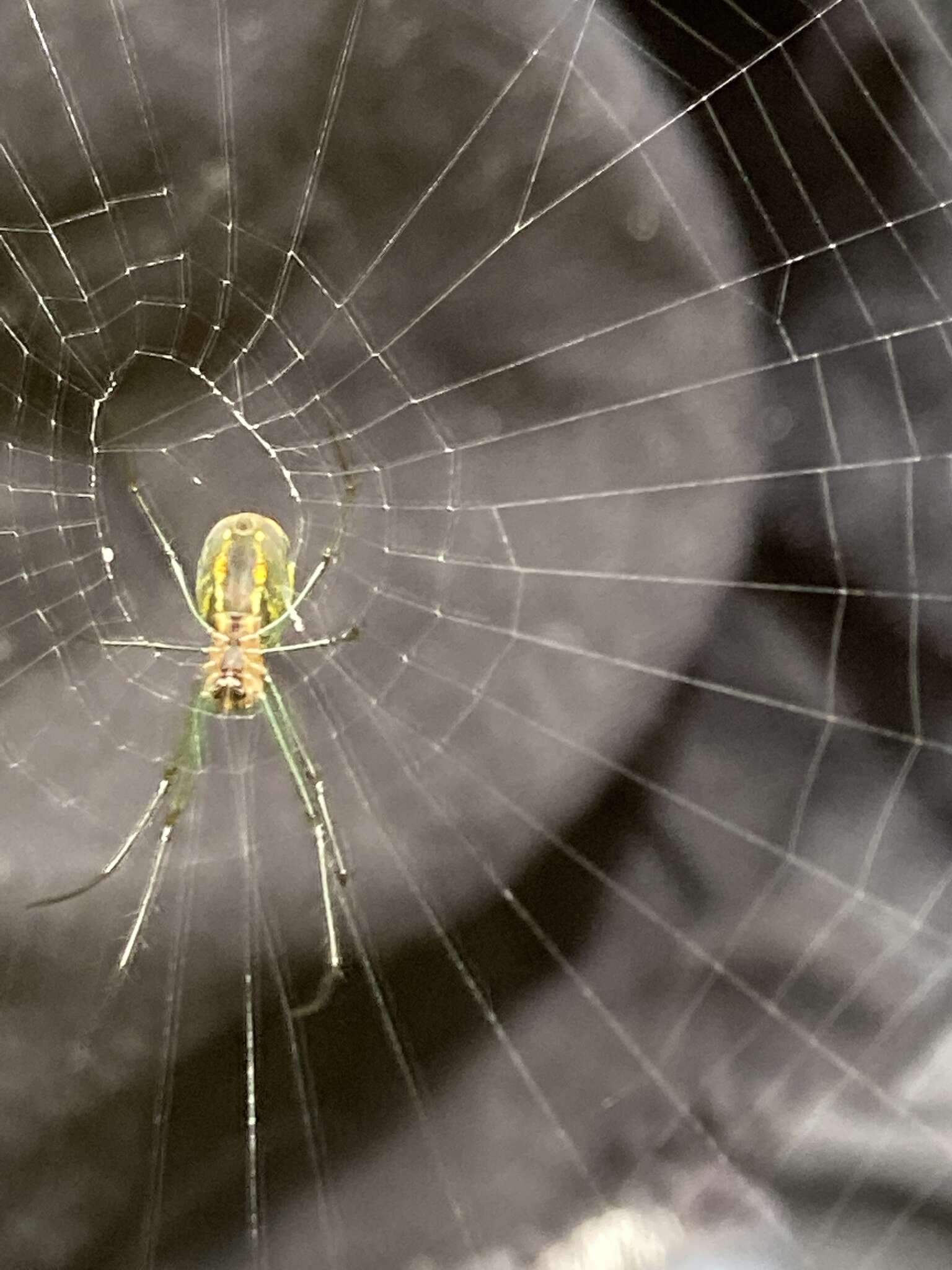 Image of Leucauge regnyi (Simon 1898)