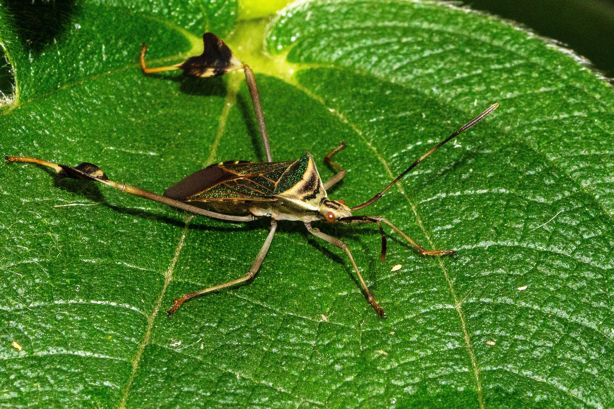 Image of Chondrocera mirabilis Brailovsky & Barrera 1994