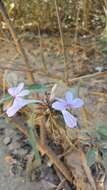 Image of Barleria seyrigii Benoist