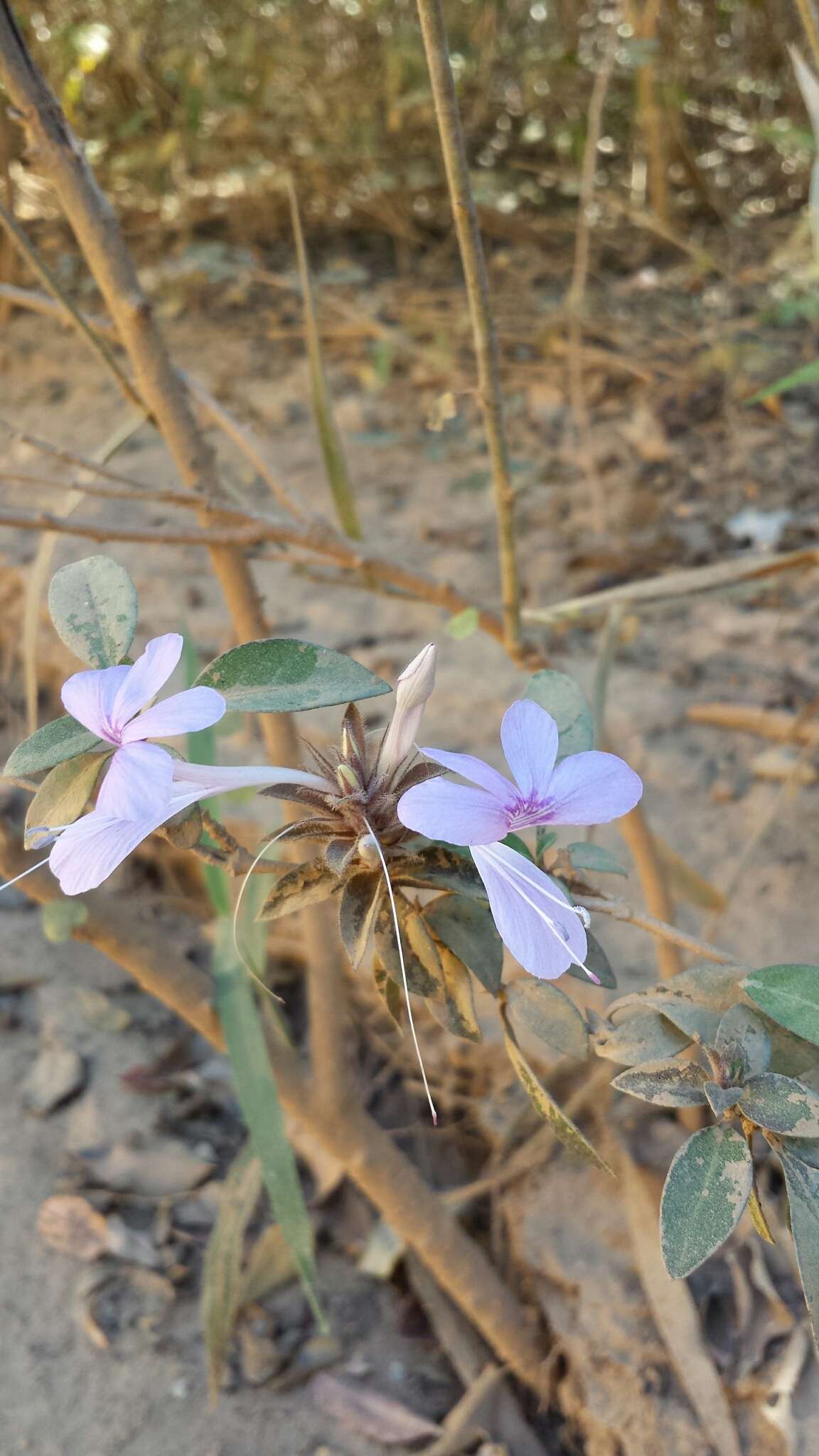 Image of Barleria seyrigii Benoist