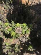 Image of Haplopappus foliosus DC.