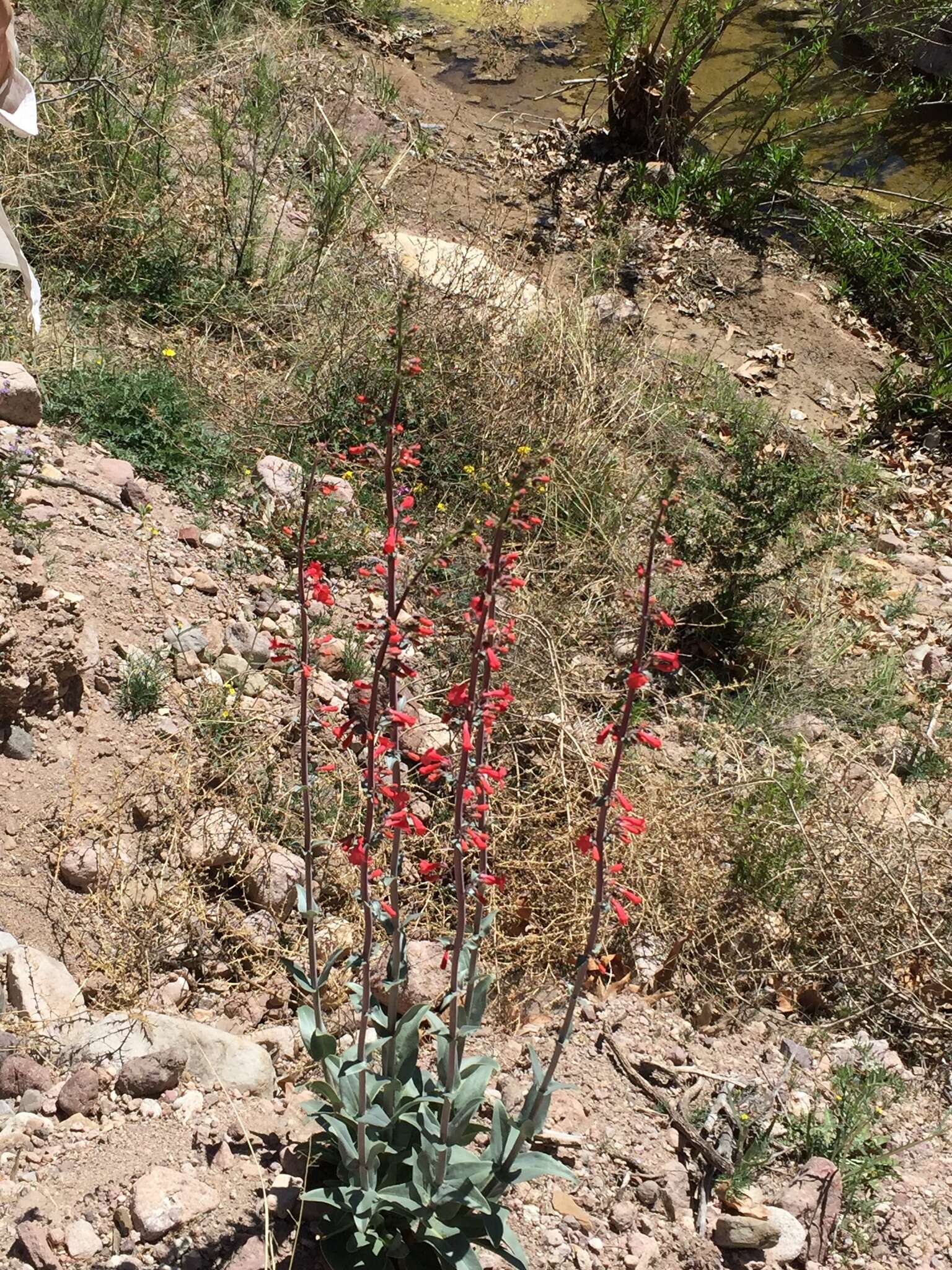 Image de Penstemon superbus A. Nels.