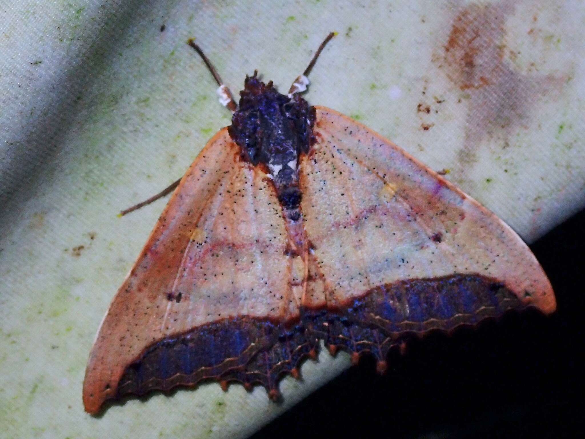 Sivun Pterocyclophora ridleyi Hampson 1913 kuva