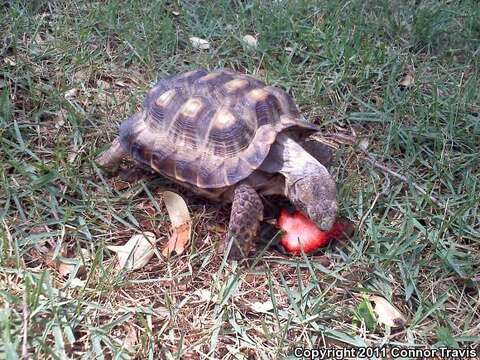 Image of Berlandier's Tortoise