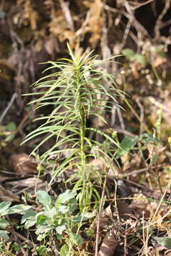 صورة Podocarpus parlatorei Pilg.