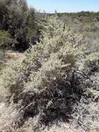 Image of South American saltbush