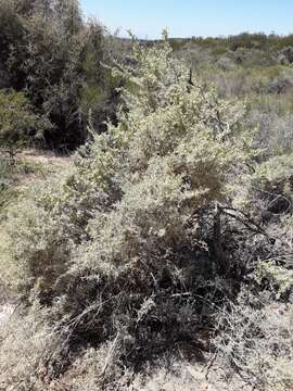 Image of South American saltbush