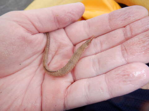 Image of American Gulf Pipefish