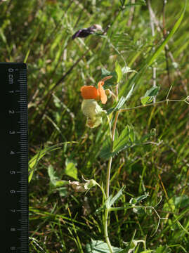 Image of tawny pea