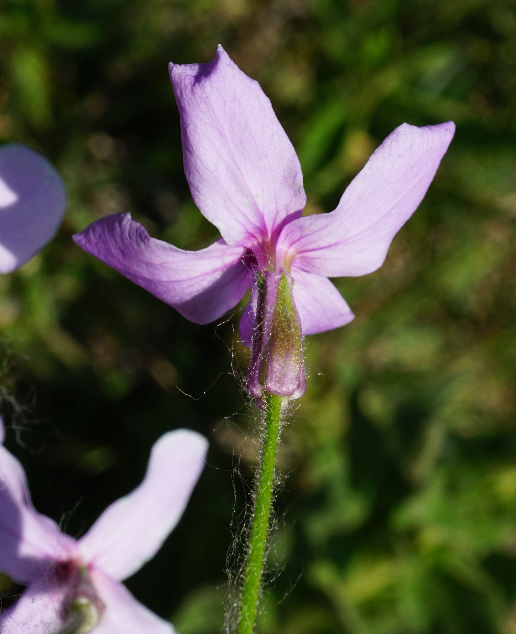 Image of Hesperis sylvestris Crantz