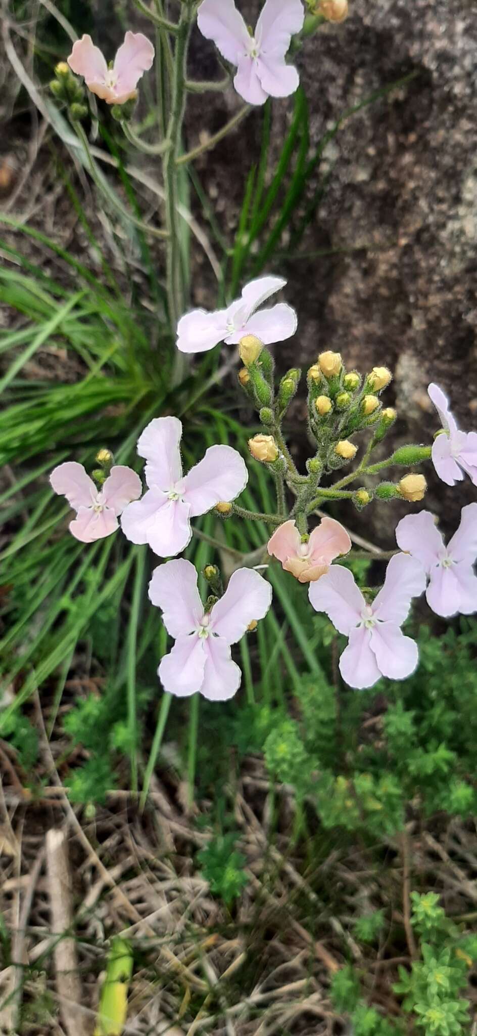 Image of Stylidium affine Sonder