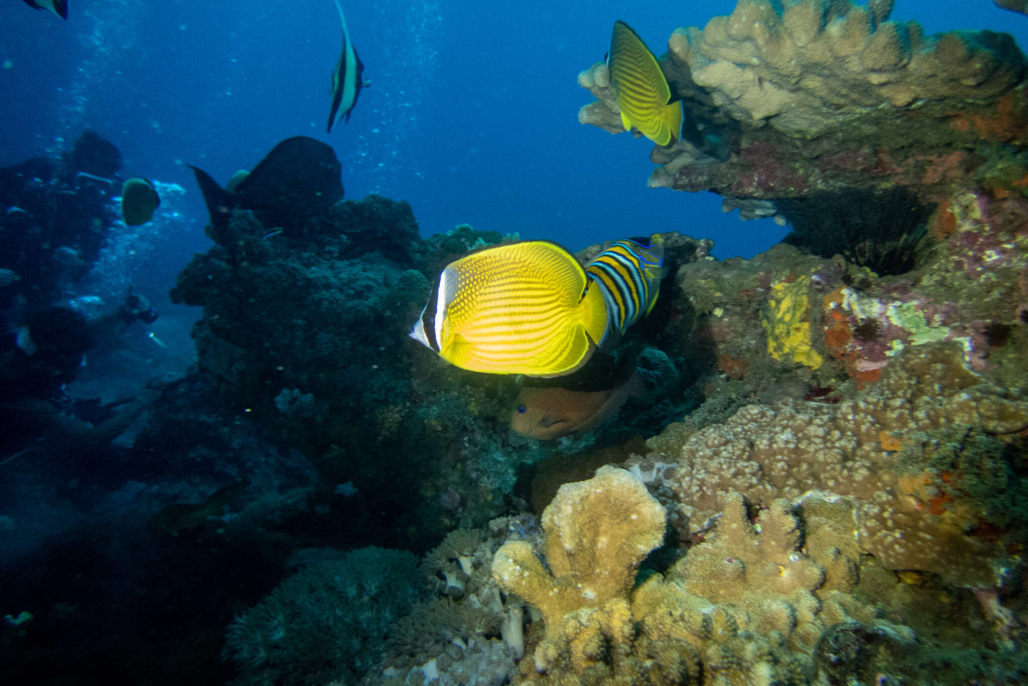 Image of Golden Butterflyfish