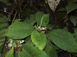 Sivun Nautilocalyx ecuadoranus Wiehler kuva