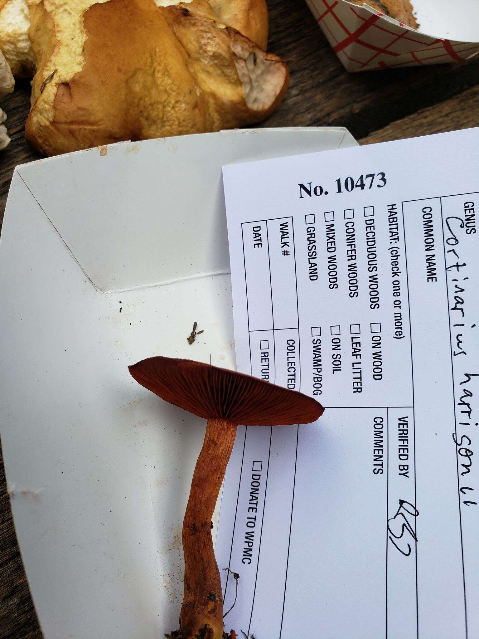 Image of Cortinarius harrisonii Ammirati, Niskanen & Liimat. 2013