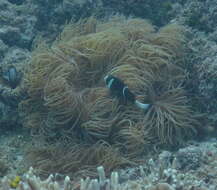 Image of Barrier Reef Anemonefish