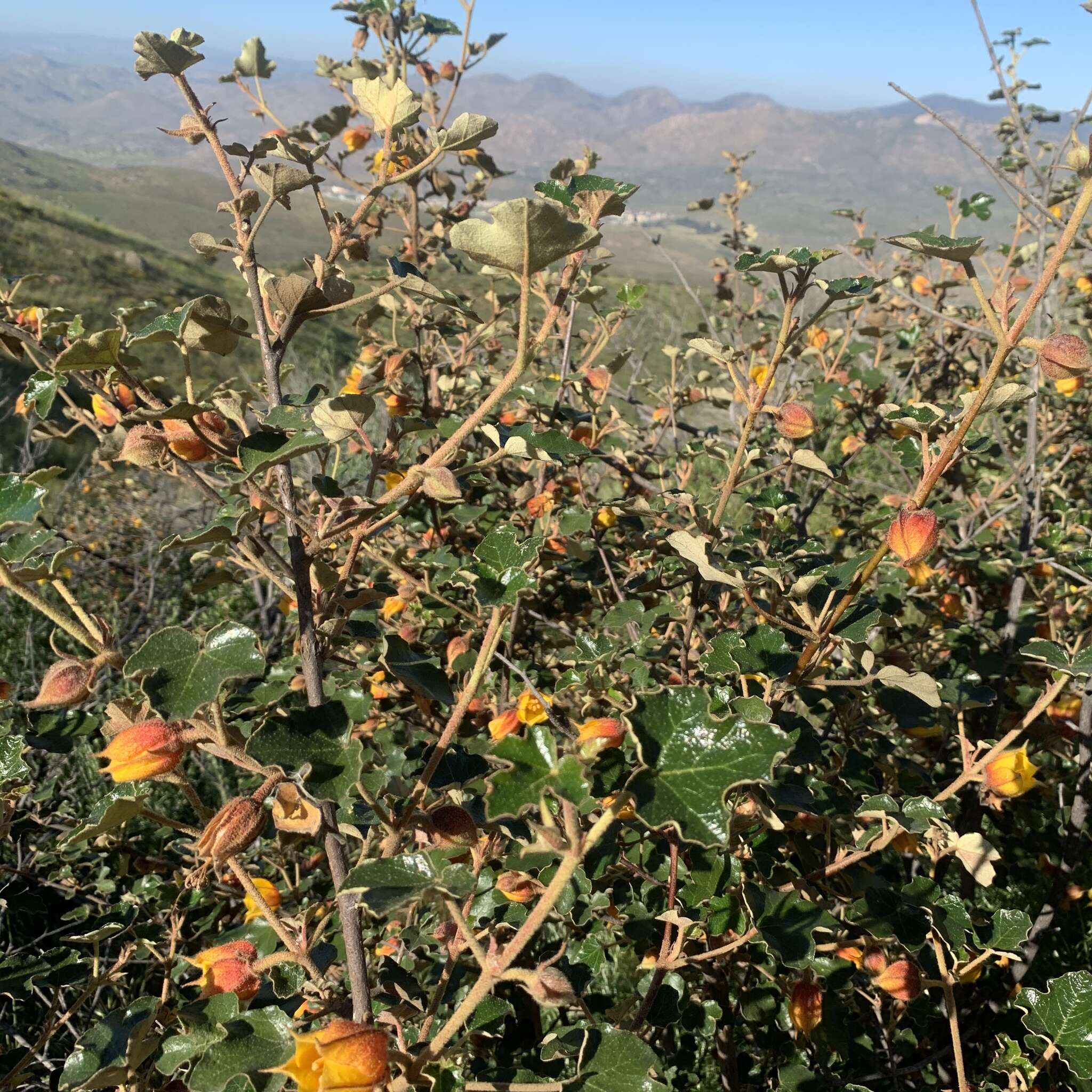 Imagem de Fremontodendron mexicanum Davidson