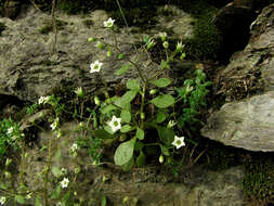 Image of <i>Sedum alsinifolium</i>