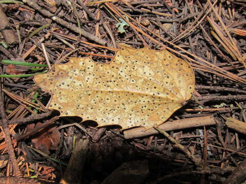 Coccomyces dentatus (J. C. Schmidt) Sacc. 1877的圖片