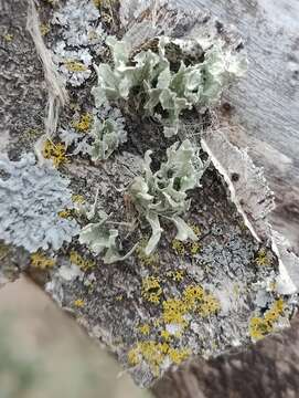 Image of cartilage lichen