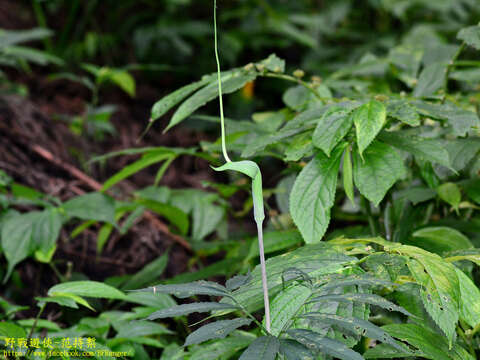 Image of Dancing Crane Cobra Lily