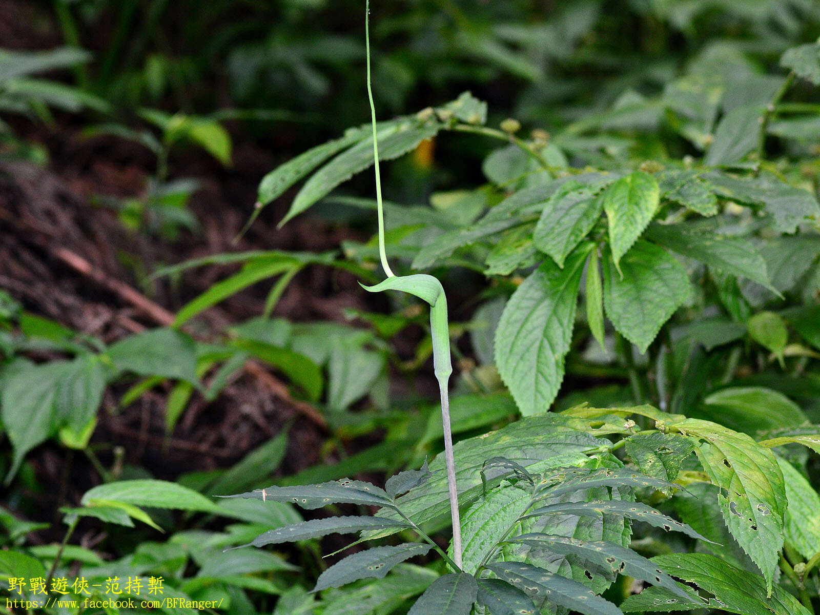 Sivun Arisaema heterophyllum Blume kuva