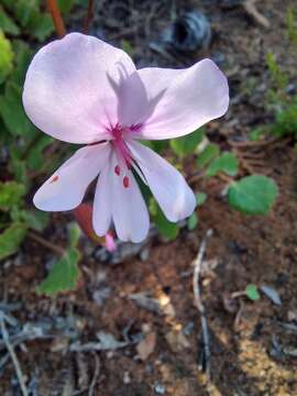 Image of Pelargonium ovale (Burm. fil.) L'Her.