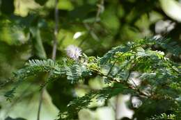 Image of Mimosa platycarpa Benth.