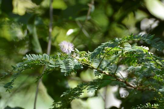 Mimosa platycarpa Benth.的圖片