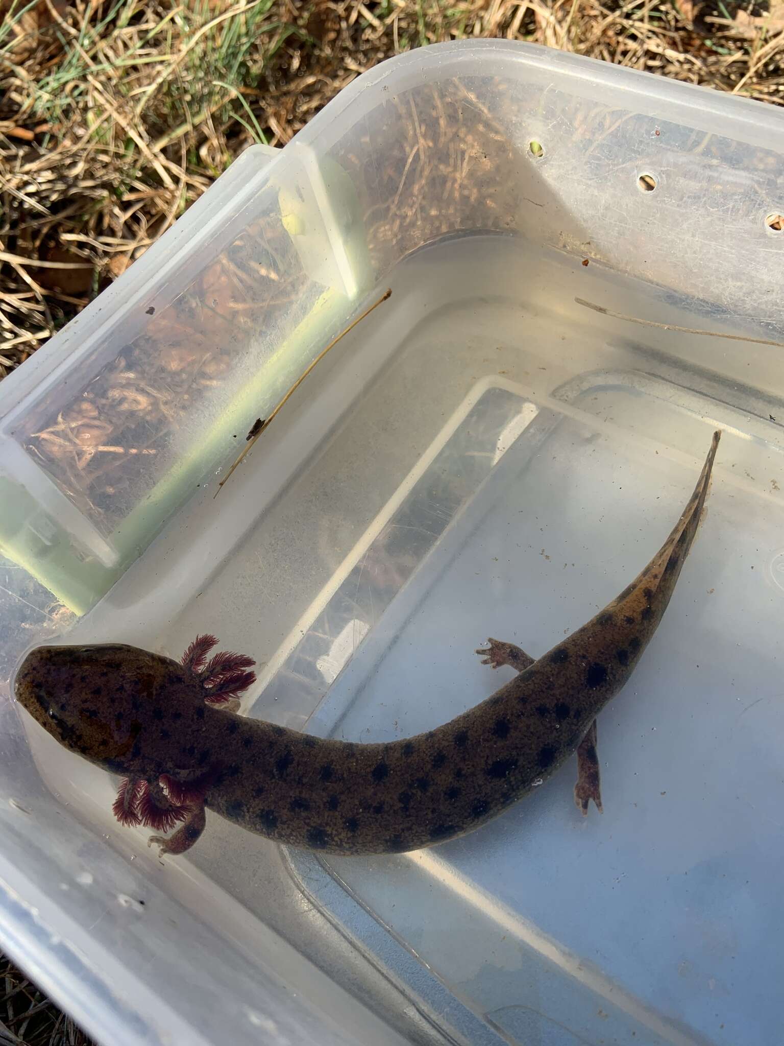 Image of Neuse River Waterdog