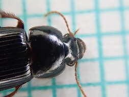 Sivun Harpalus (Harpalus) pumilus Sturm 1818 kuva