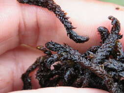 Image of Hooked Scorpion Moss