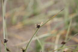 Слика од Schoenoplectus pungens var. longispicatus (Britton) S. G. Sm.