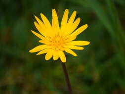 Image of Tragopogon orientalis L.