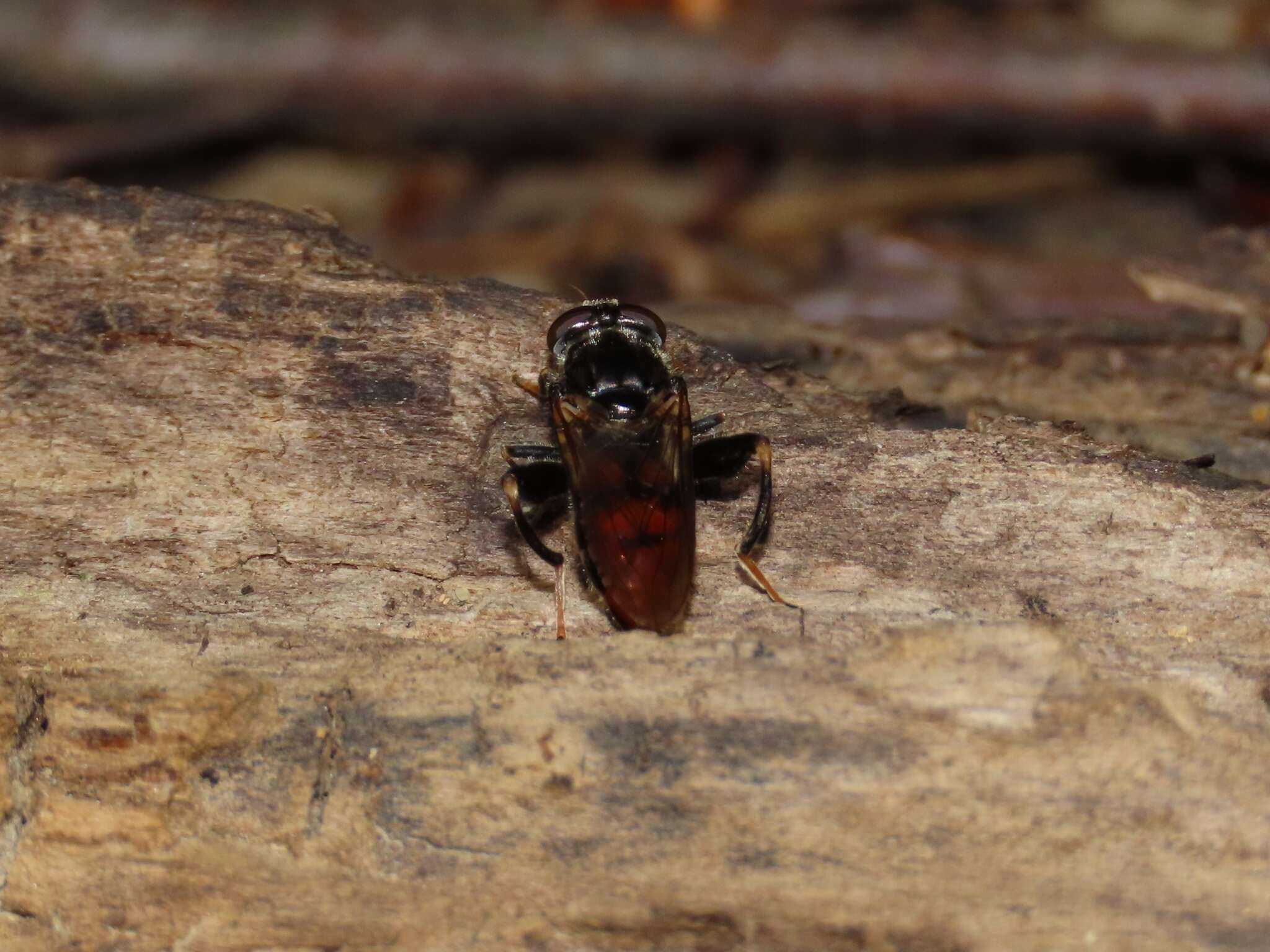 Image of Chalcosyrphus libo (Walker 1849)