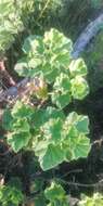 Слика од Pelargonium cucullatum subsp. tabulare B. Volschenk