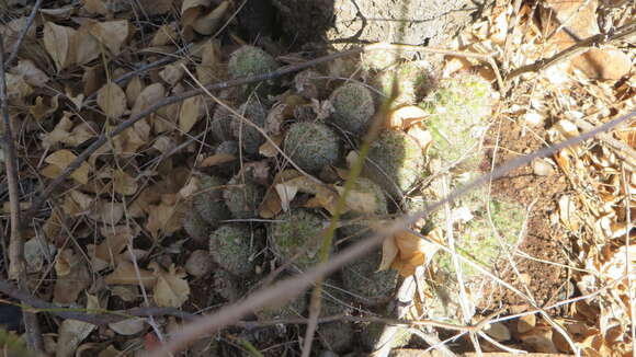 Image of Mammillaria grahamii subsp. sheldonii (Britton & Rose) D. R. Hunt