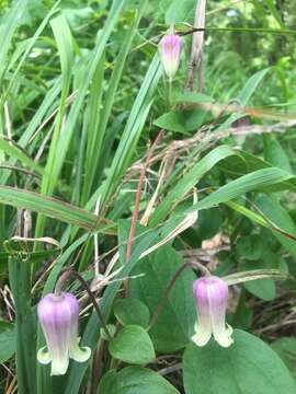 Imagem de Clematis carrizoensis D. Estes