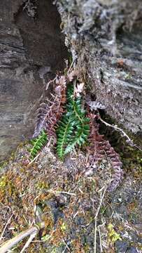 Image of Polystichum acanthophyllum (Franch.) Christ