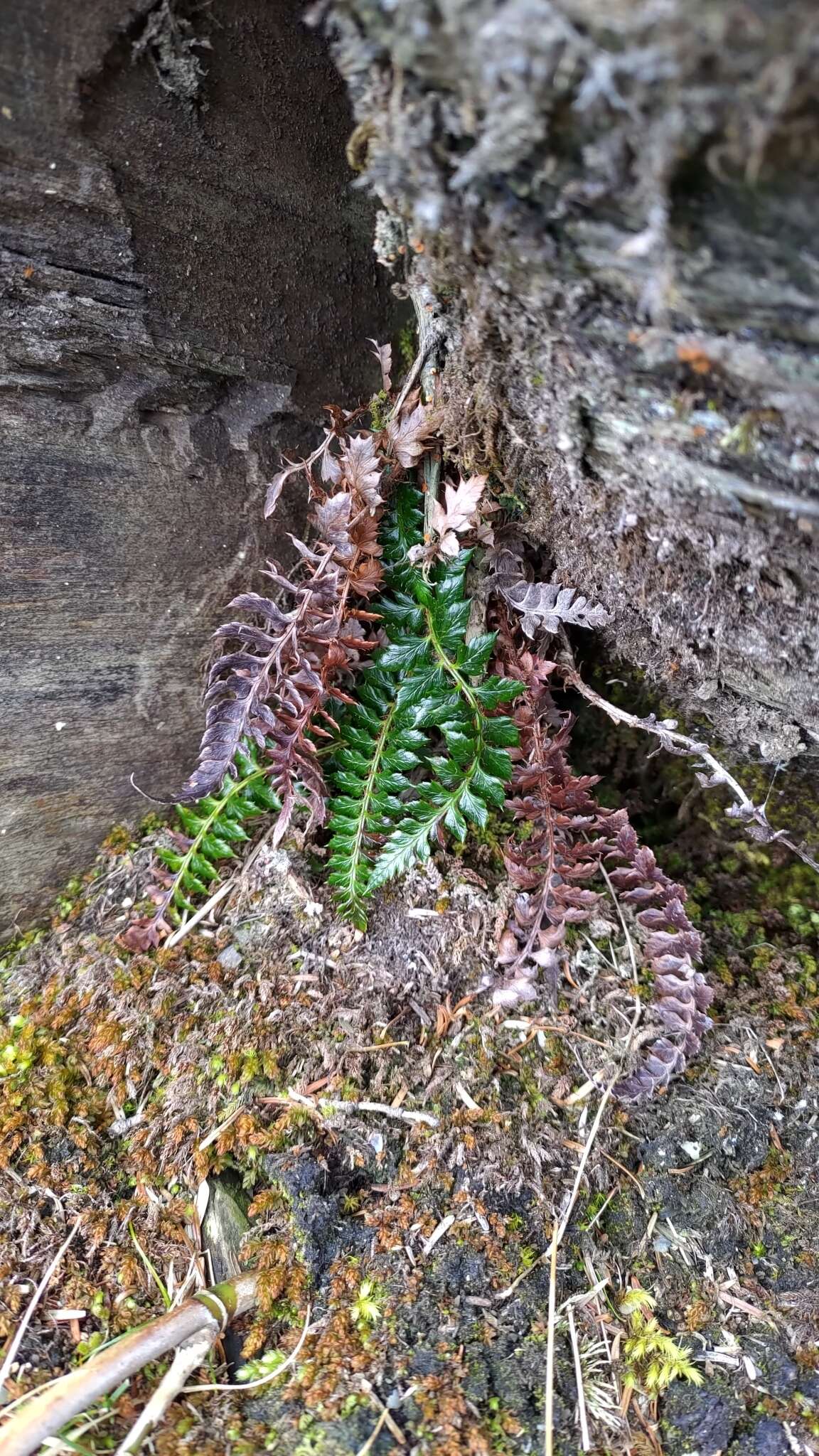 Слика од Polystichum acanthophyllum (Franch.) Christ