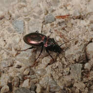 Image of Pterostichus (Cheporus) burmeisteri Heer 1837