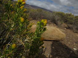 Image of Pteronia pallens L. fil.