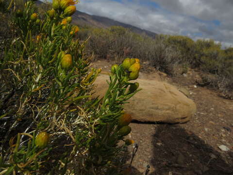 Image de Pteronia pallens L. fil.