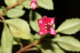 Image of Fuchsia microphylla Kunth