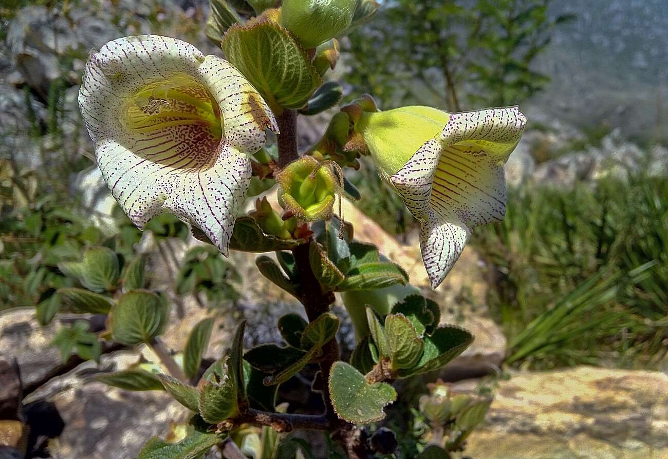 Image of Paliavana sericiflora Benth.