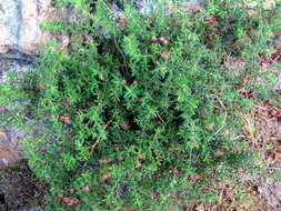 Image of bloodbell heath