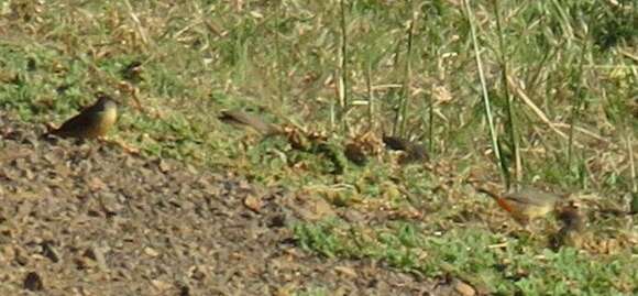 Image of Orange-breasted Waxbill