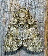 Image of Raspberry Bud Dagger Moth