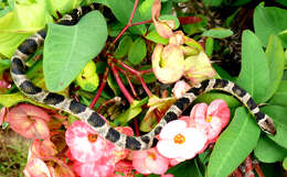 صورة Leptodeira bakeri Ruthven 1936