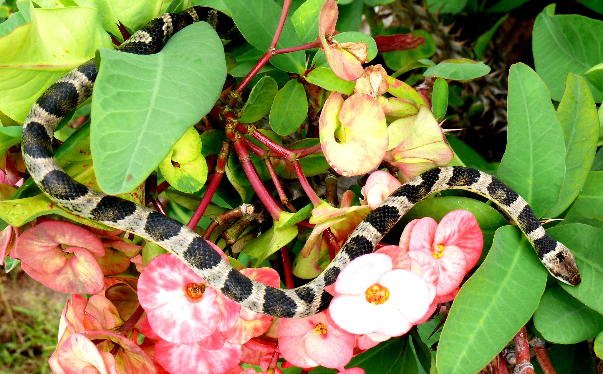 Image of Baker's Cat-eyed Snake